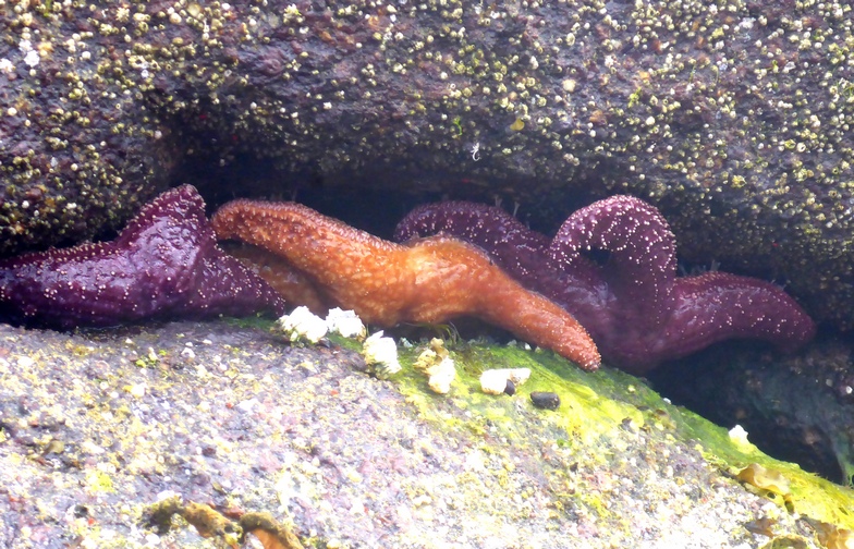 Description: Colorful starfish 